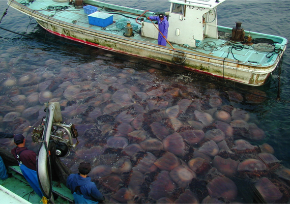 2013-01-08-GiantJellyfishBloom_Japan_Uye.jpg
