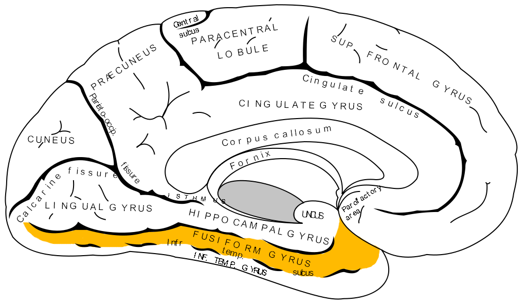 2013-01-10-Gray727_fusiform_gyrus.png