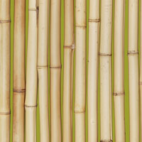 2013-01-10-bamboo_green_200.jpg