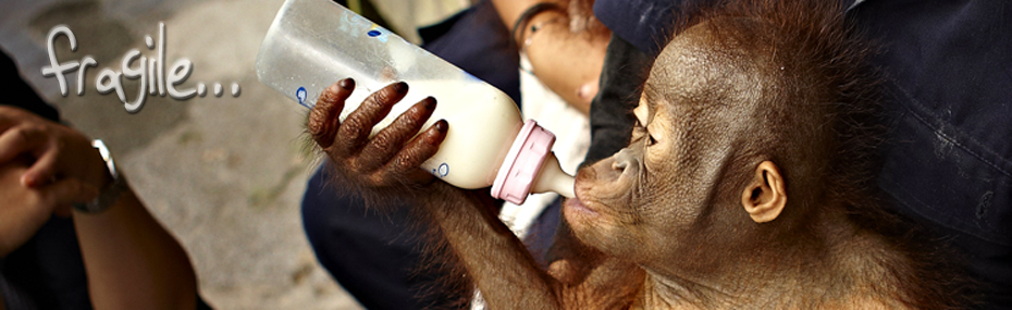 2013-01-11-PalmOilandOrangutansApeDrinking.jpg