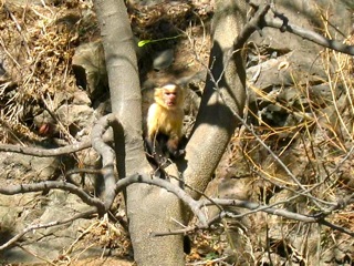 2013-01-13-capucinmonkey.jpg