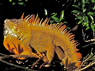 2013-01-13-iguana.jpg