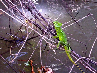 2013-01-13-jesuschristlizard.jpg