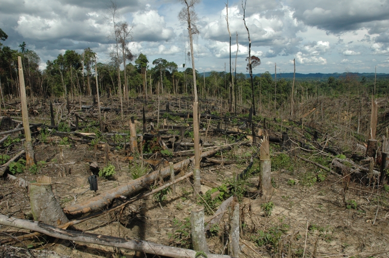 2013-01-15-CopyofPalmOilandOrangutansDeforestation.JPG