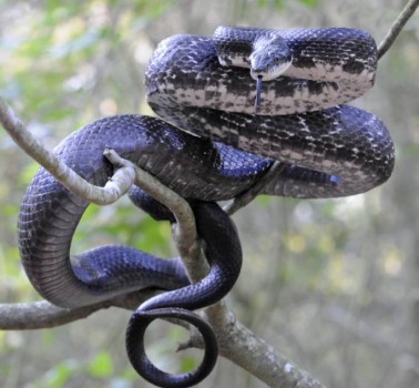 Black Ratsnake