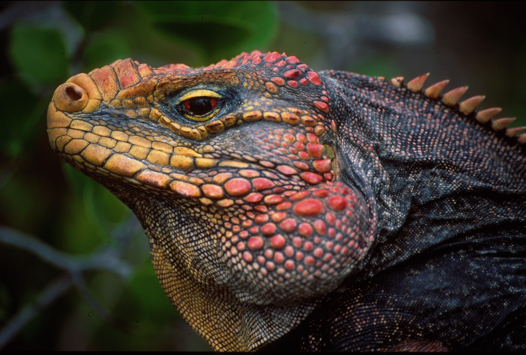 Declining Iguana Population Signals Trouble in Paradise | HuffPost Impact