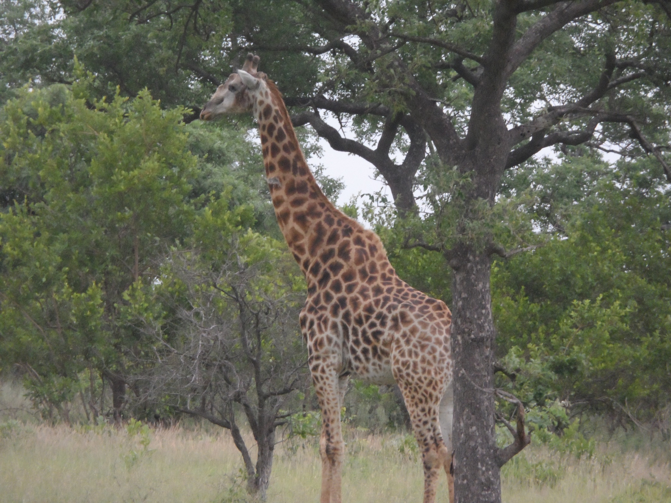 2013-01-29-Giraffebyhislonesome.JPG