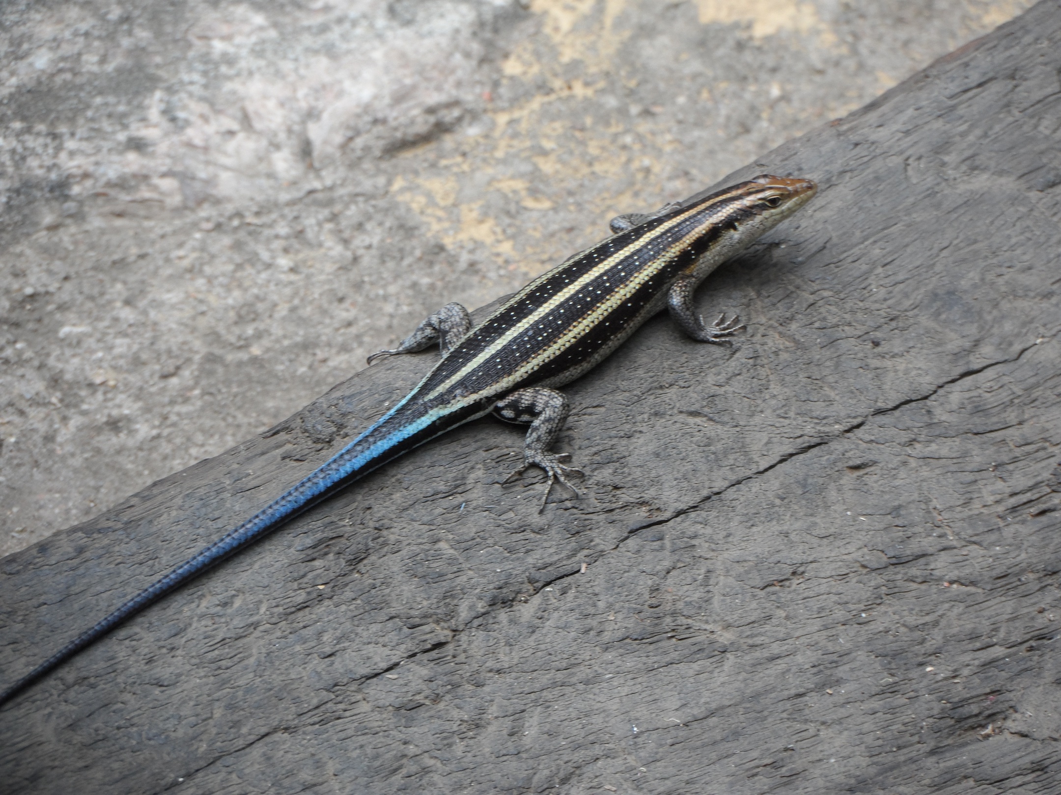 2013-01-29-Lizardwithelectricbluetail.jpg