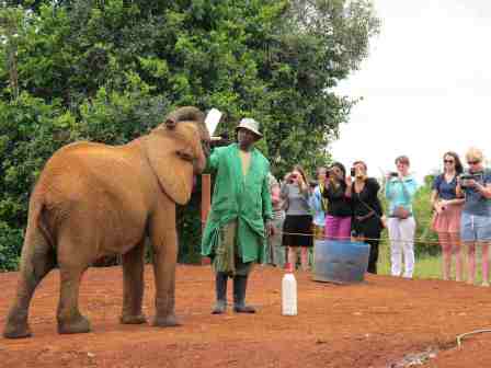 2013-01-29-NursingOrphanElephantattheDavidSheldrickTrust.JPG