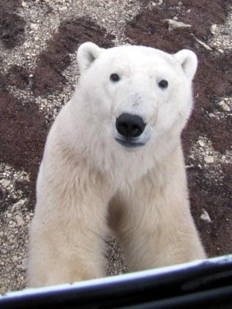 2013-02-01-PolarBearCompressed2.jpg