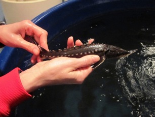 2013-02-01-sturgeon.jpg