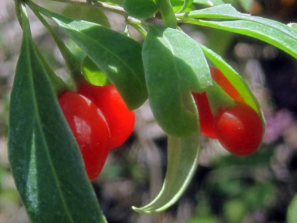 2013-02-07-freshgojiberries.Phillips.jpg