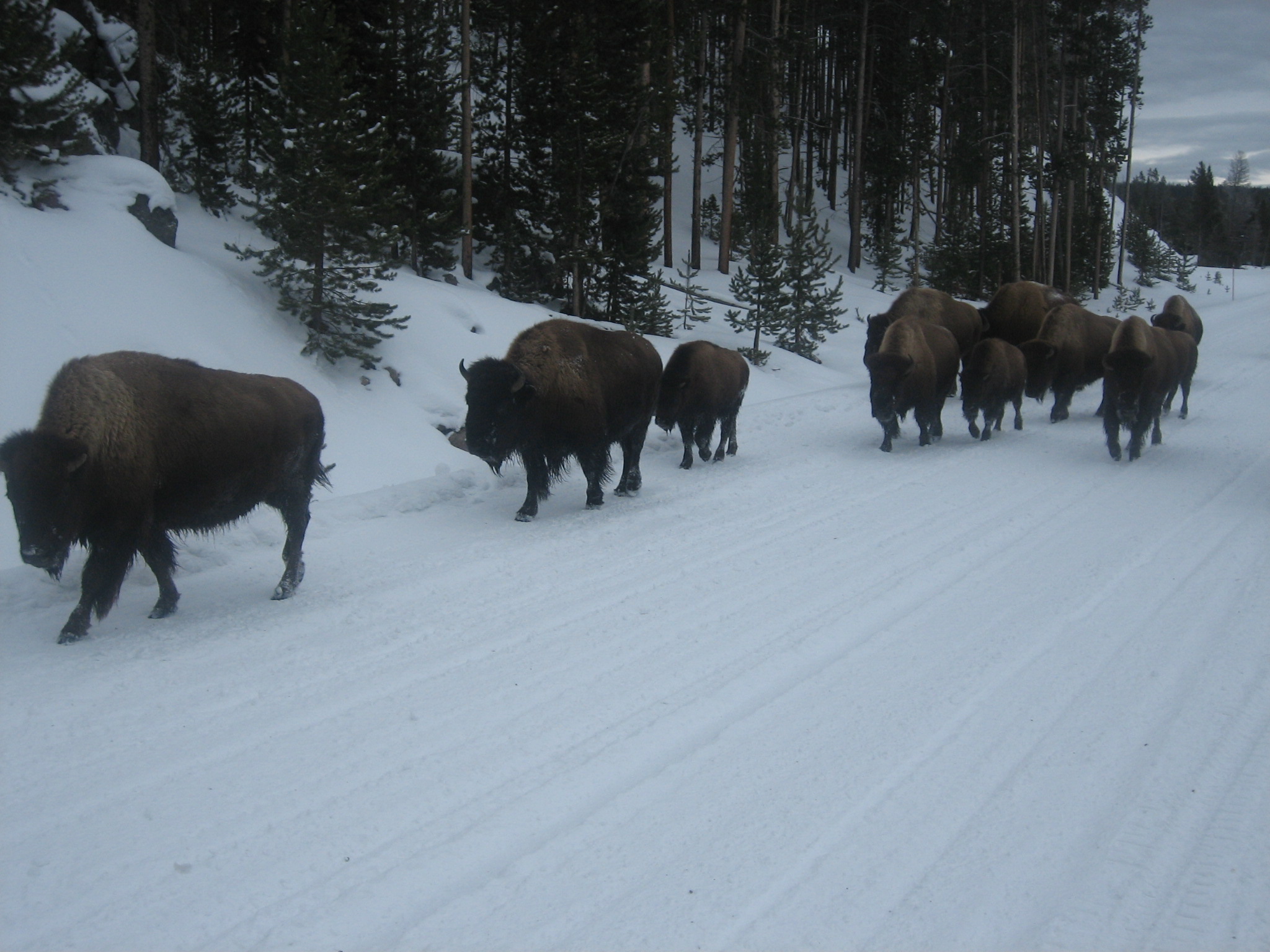 2013-02-08-HeardBison1YellowstoneNationalPark.jpg