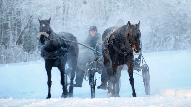 2013-02-08-Norwayhorseridinginsnow.jpg