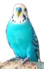 2013-02-08-RFblueparakeetw.jpg