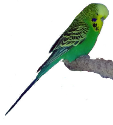 2013-02-08-RFgreenparakeet.jpg