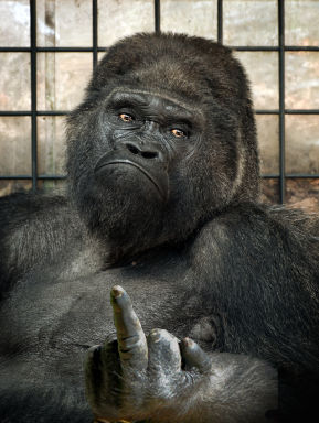 2013-02-08-SadGorillaGivingFinger.png