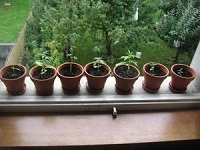 Huertos Urbanos: Cambiar la compra por la recolección