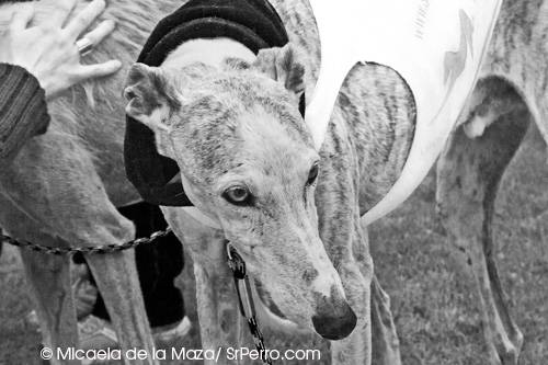 2013-02-10-galgosos.jpg