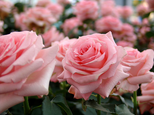 2013-02-13-roses2.jpg