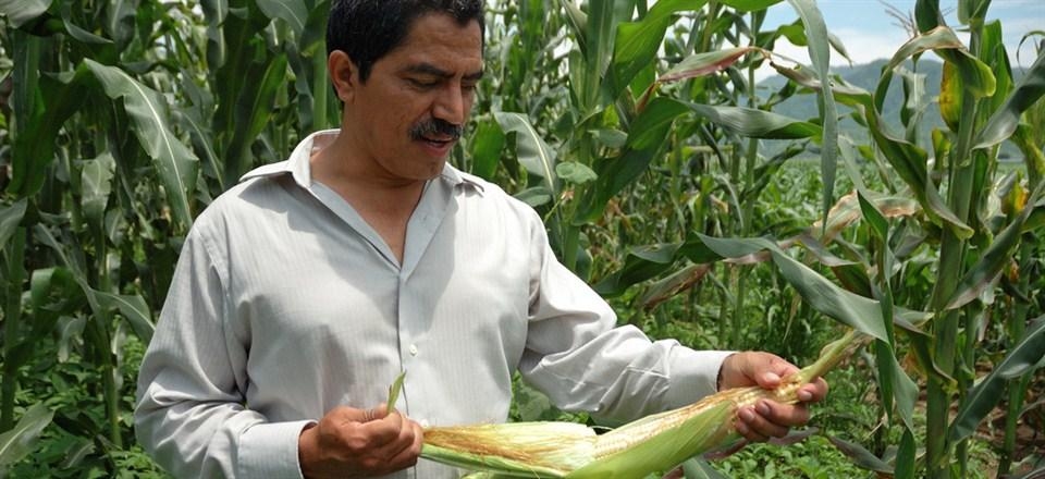 2013-02-21-CIMMYT_ScientistsHernandezGuzman.jpg