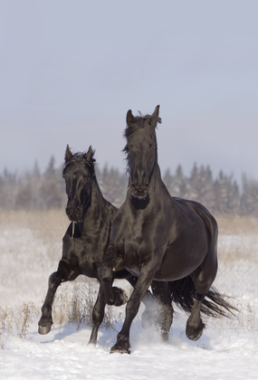 2013-02-26-TwoBlackHorses.jpg