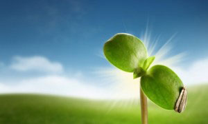 2013-03-04-seeds_Harrington.jpg