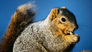 2013-03-04-squirrel_Harrington.jpg