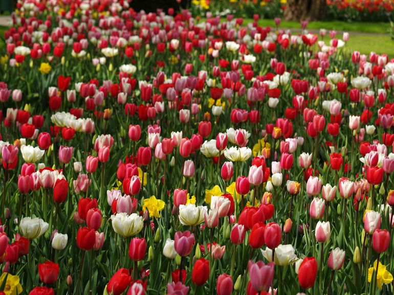 2013-03-06-Keukenhoftulips.jpg