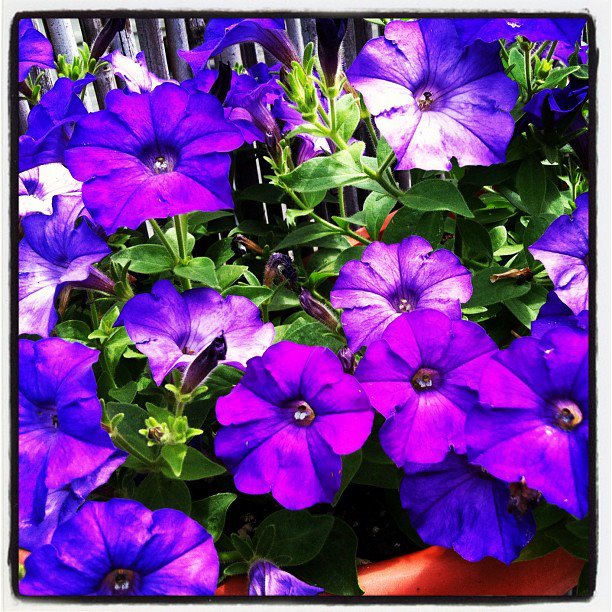 2013-03-25-petunias.jpg