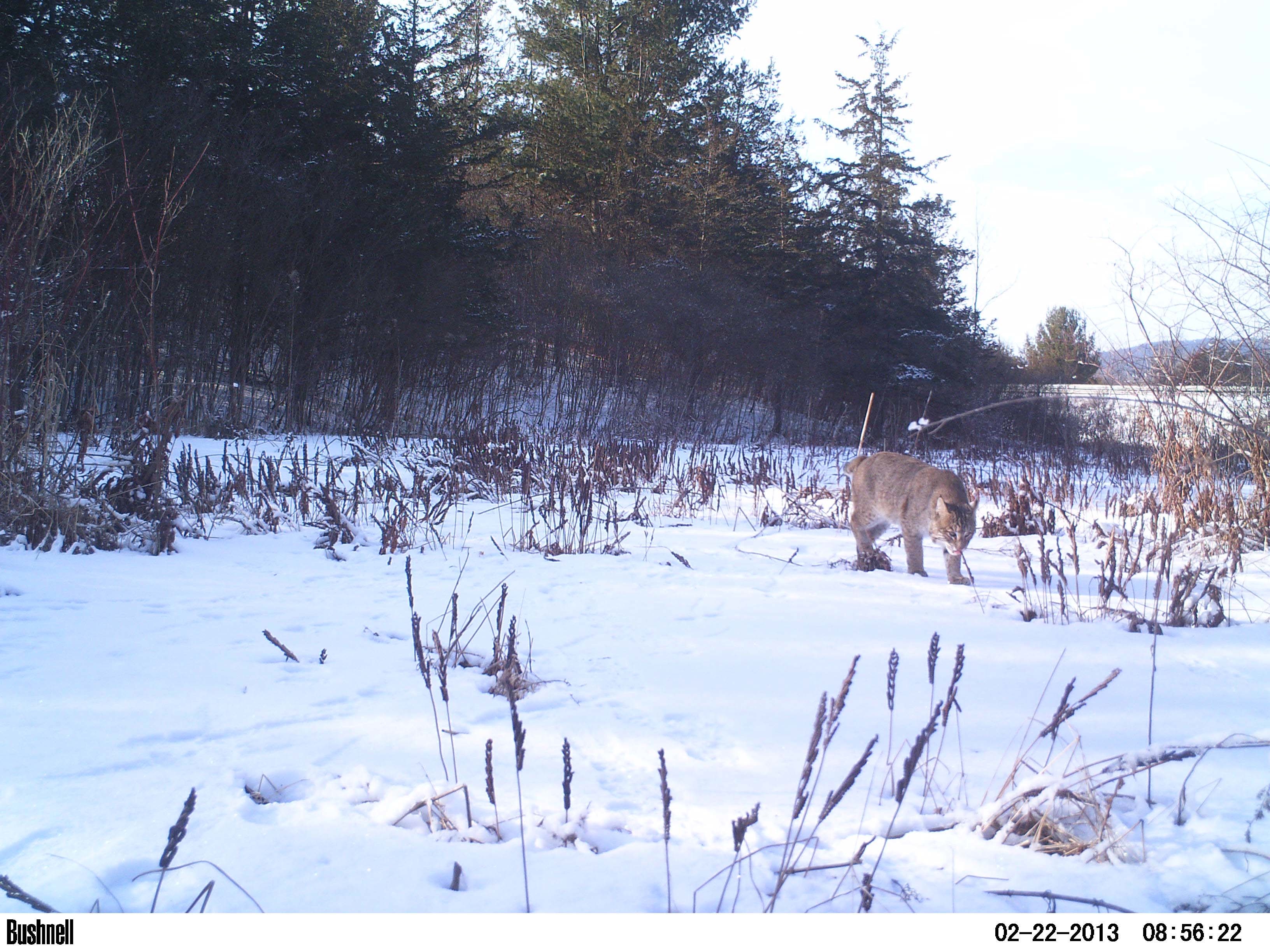 2013-03-26-2adirondackwildlife1.jpg