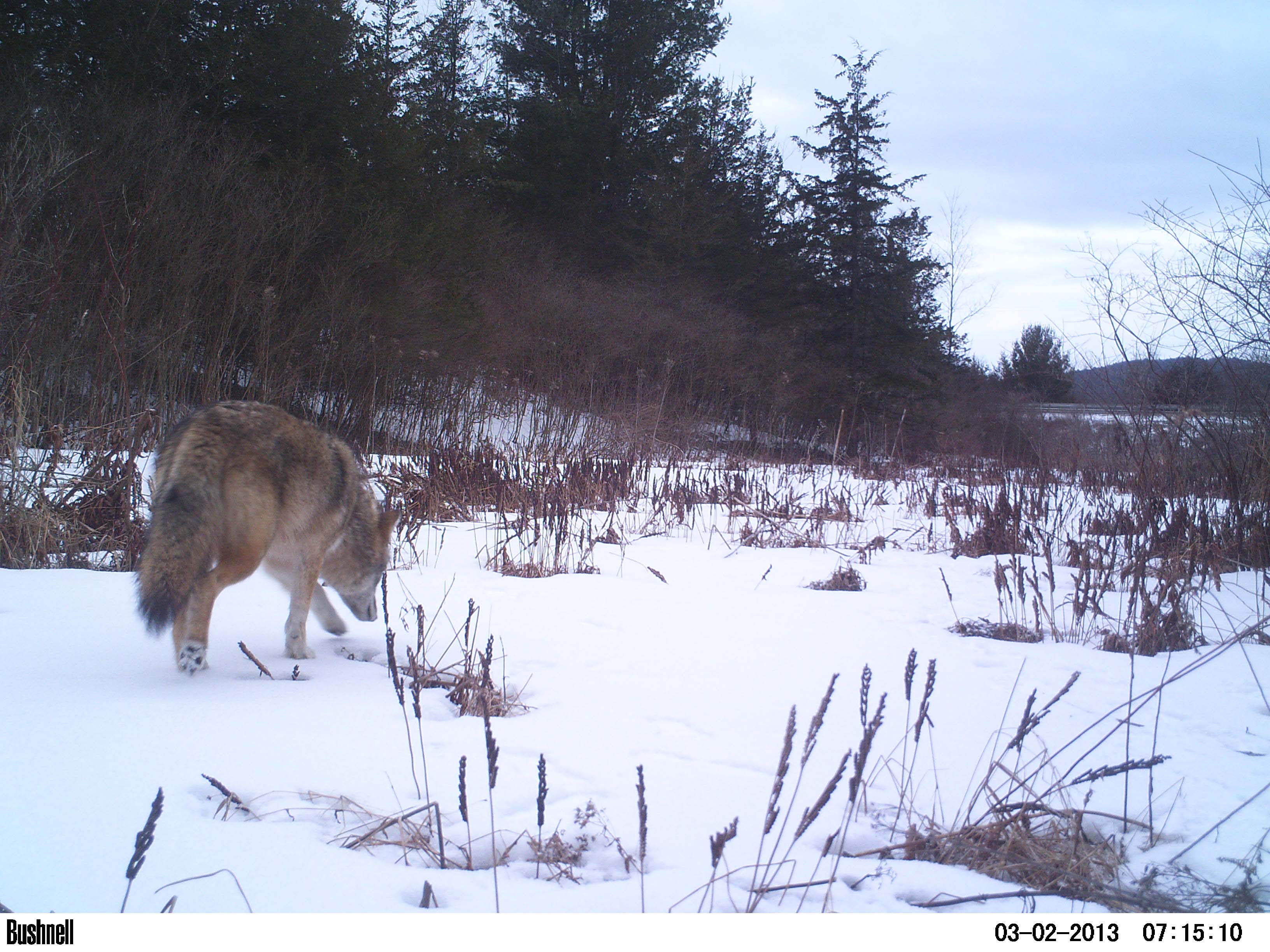 2013-03-26-6Adirondackwildlife.jpg