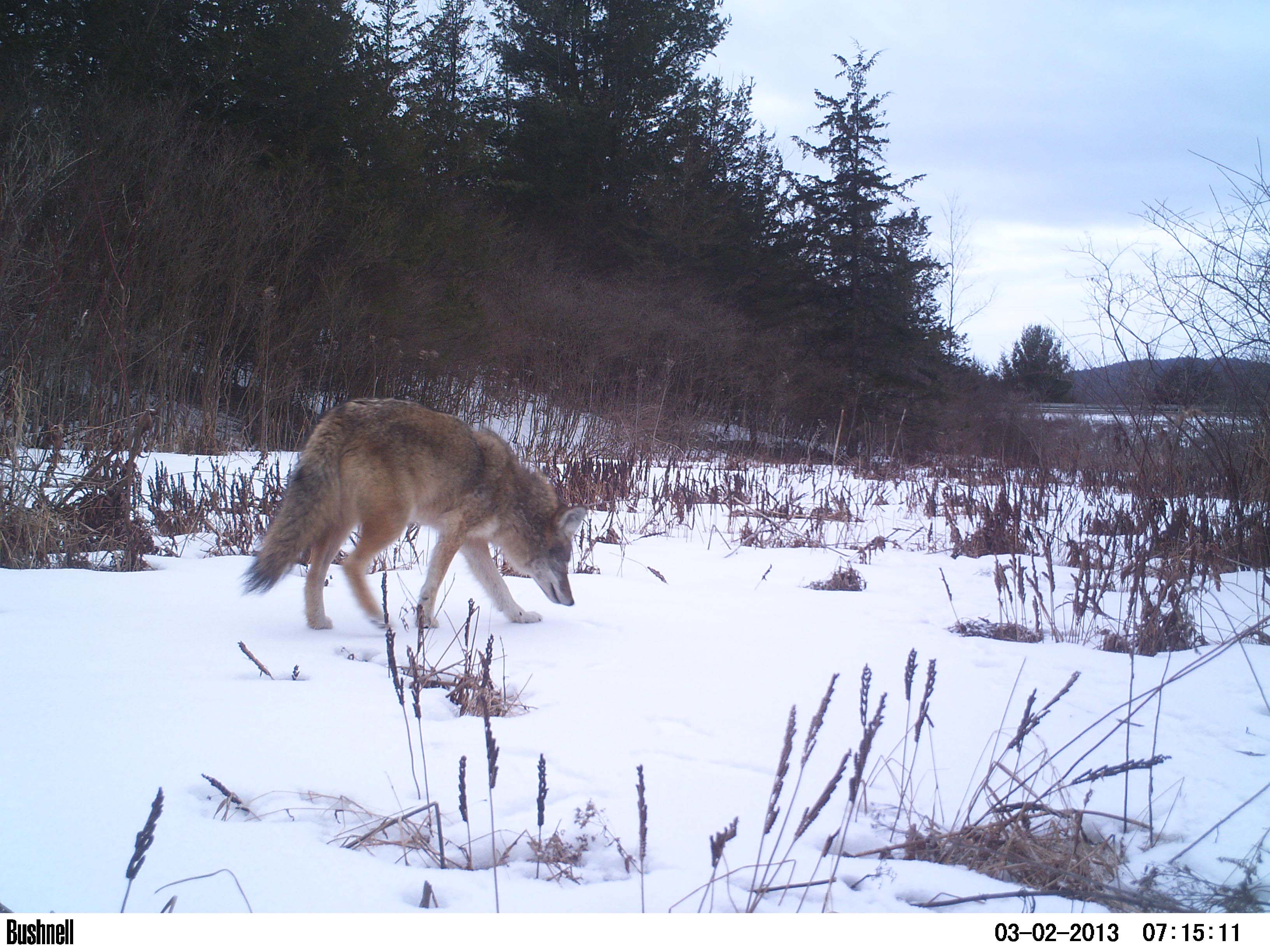 2013-03-26-7adirondackswildlife.jpg