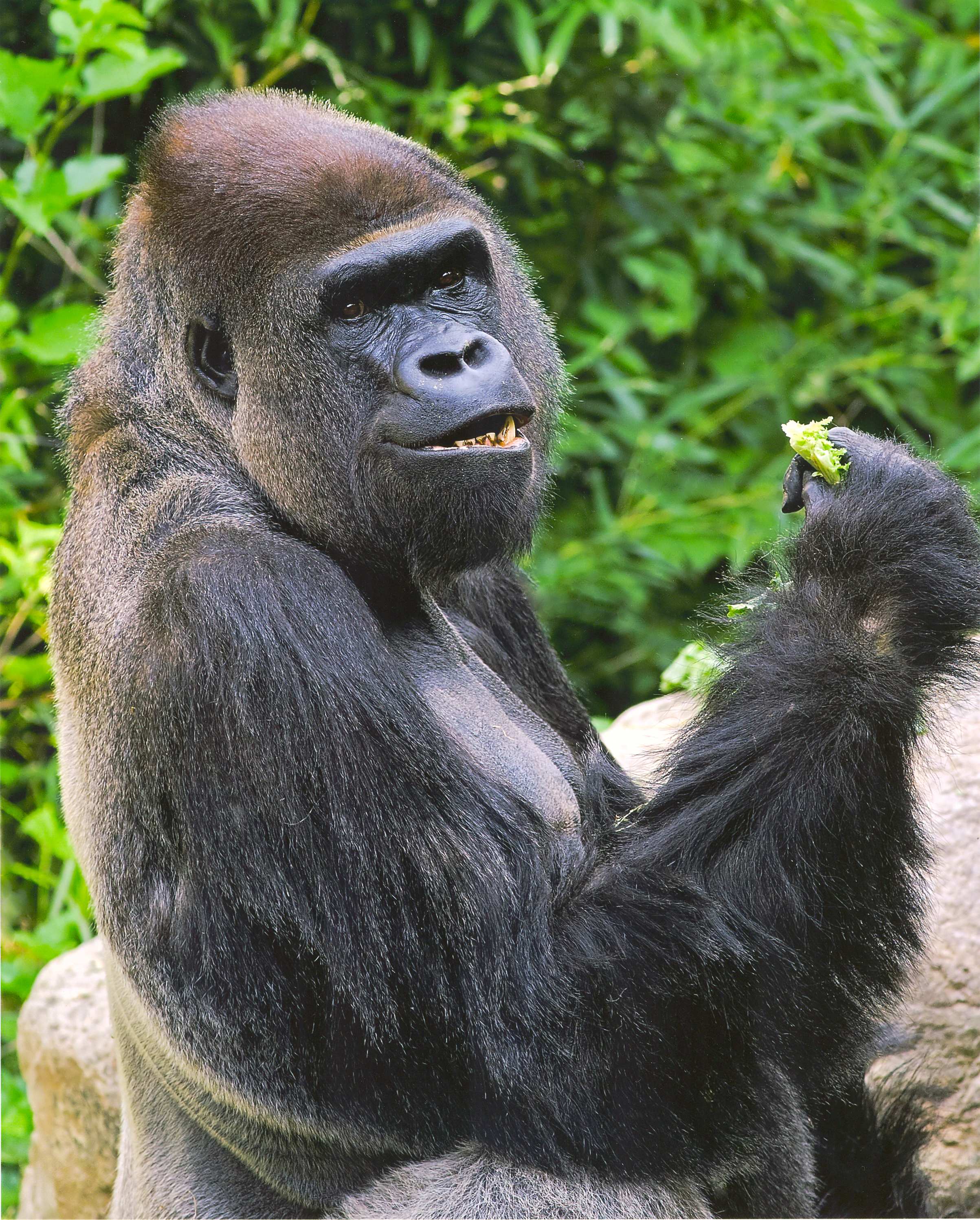 diet of silverback gorilla