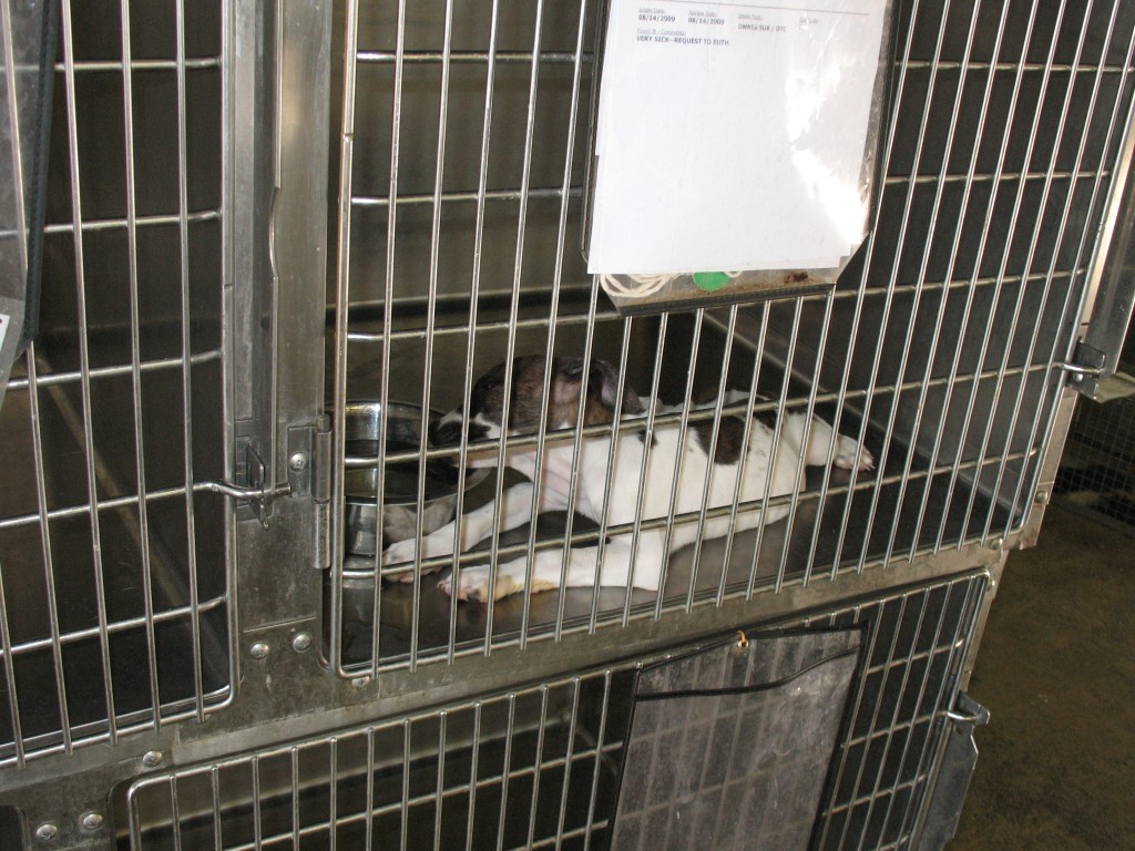 Peta animal shelter near clearance me