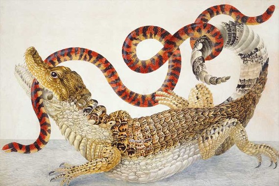 2013-04-03-Illustration_of_a_Caiman_crocodilus_and_an_Anilius_scytale_17011705_by_Maria_Sibylla_Merian.jpg