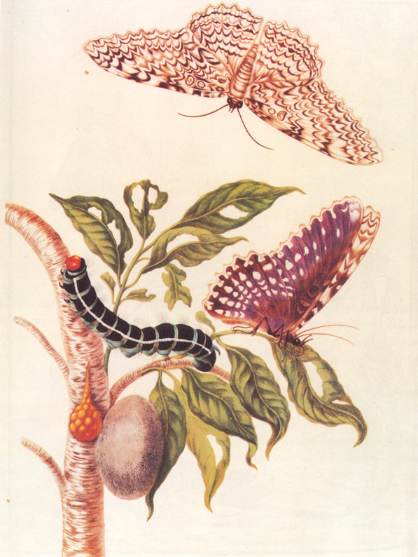 2013-04-03-Metamorphosis_of_a_Butterfly_Merrian_1705.jpg