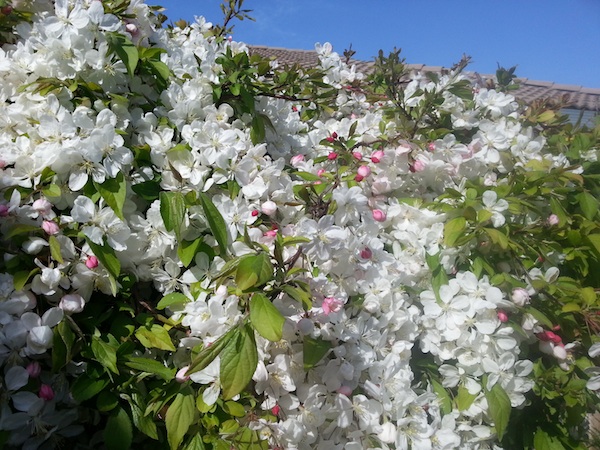 2013-04-08-flowersbloomnormal.jpg