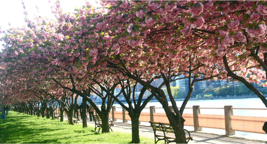 Cherry Blossoms on Roosevelt Island