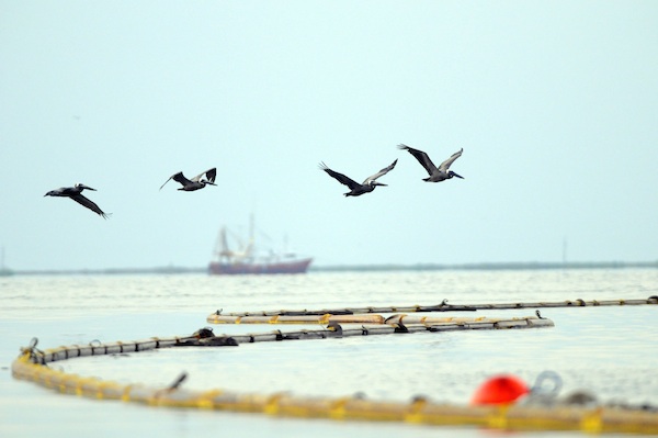 Pelicans fly over boom and skimmers lining the Gulf Coast after the BP Deepwater Horizon oil disaster.