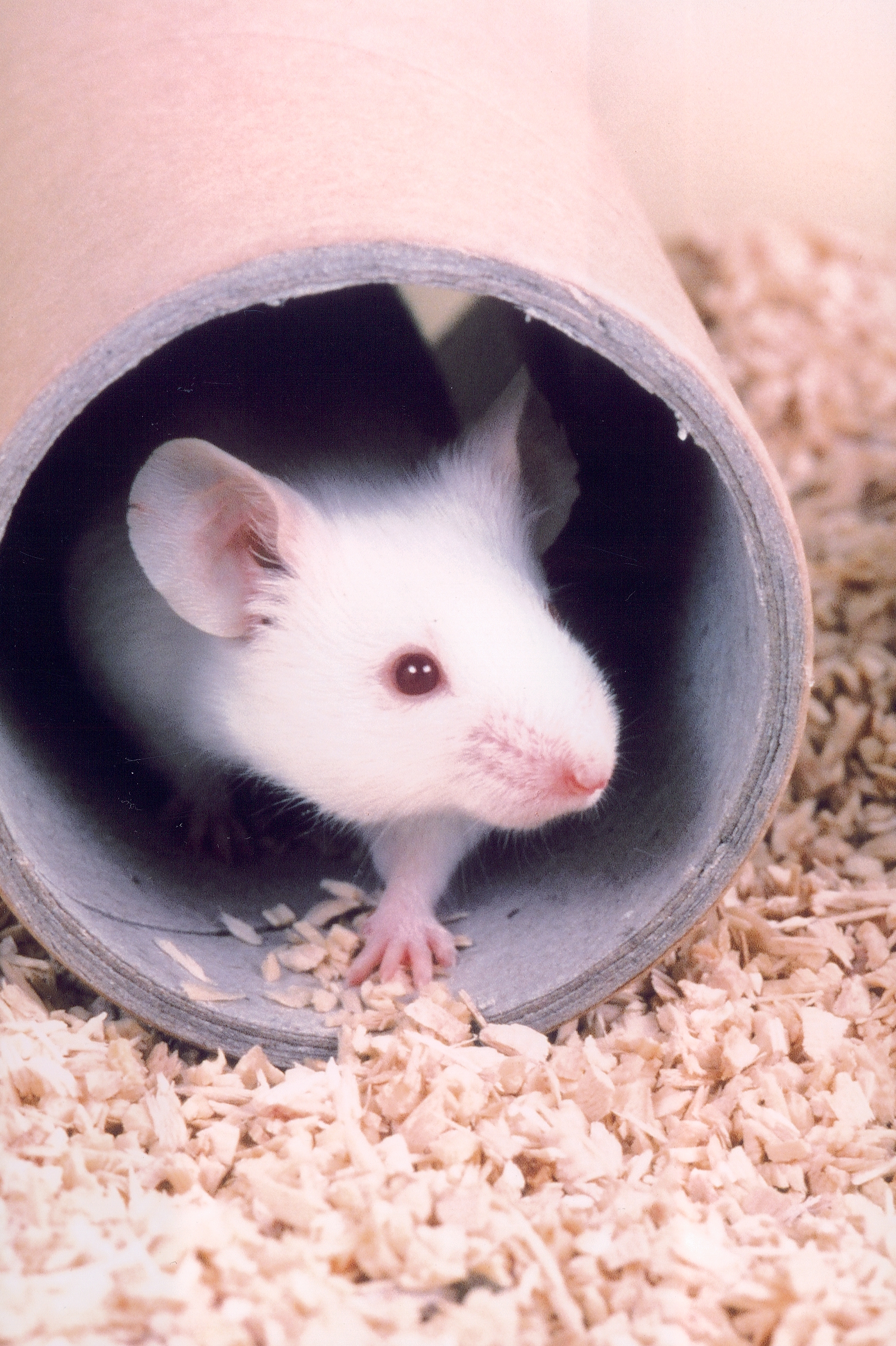 2013-04-22-mouse-mousewhiteintube20110831163619_00009A.jpg