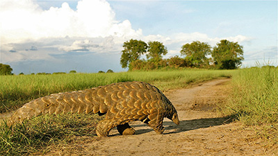 2013-04-24-Pangolin_WS_AndreaReumerman_Web.jpg