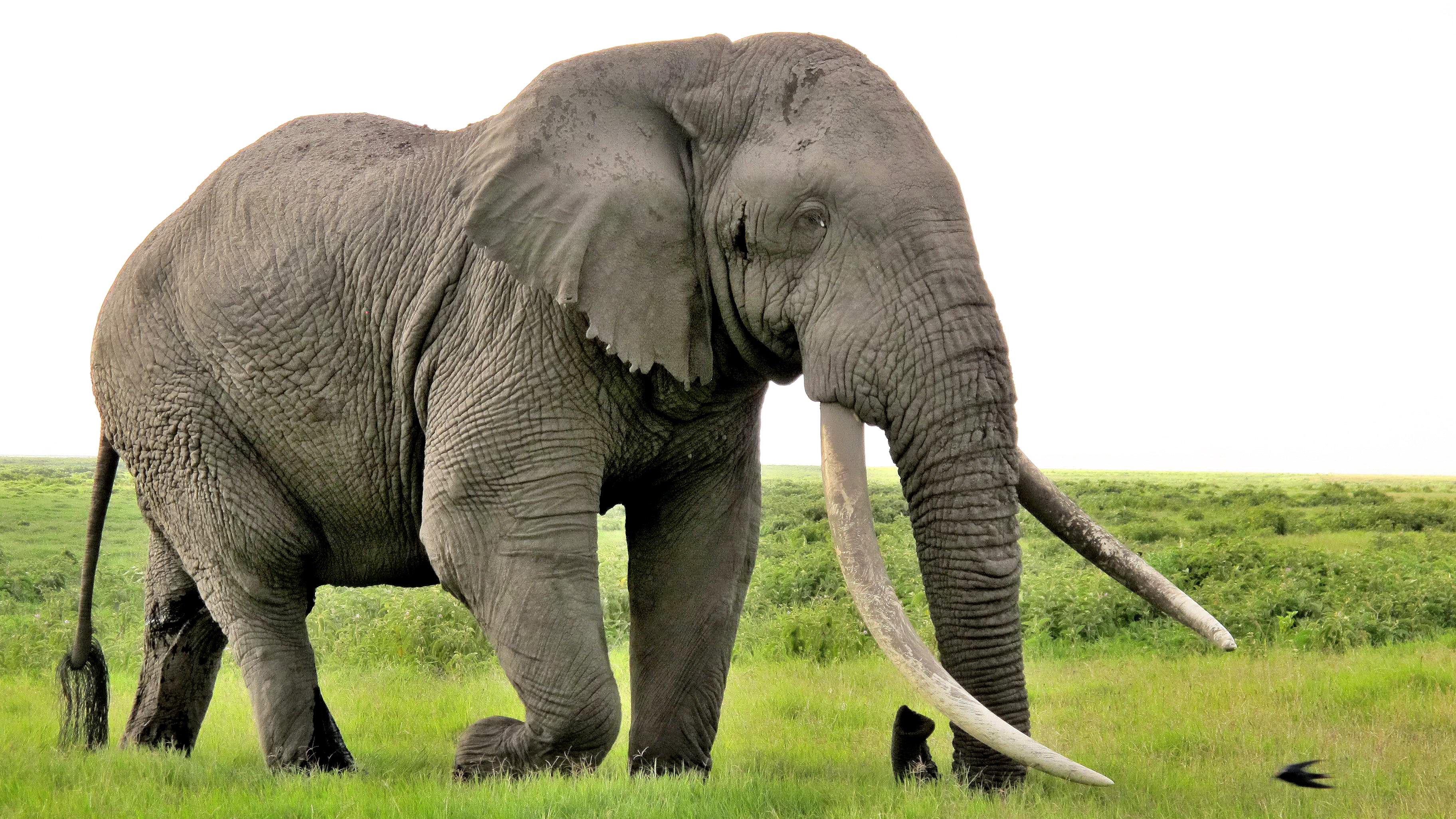 Tim, an African Bush elephant (Loxodonta africana) at Amboseli National ...