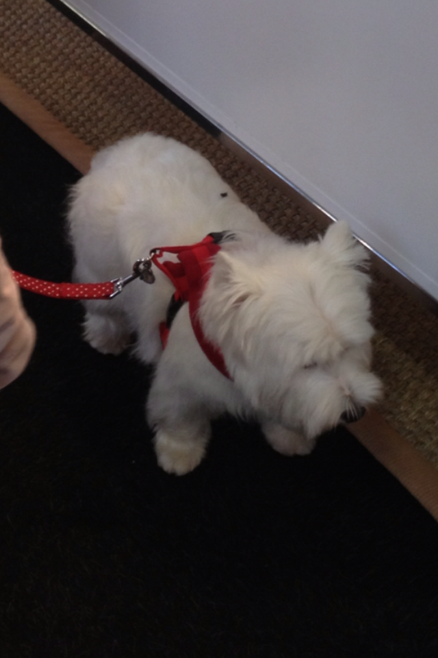 Mr & Mrs Peterson's charming westie at the decorative fair Battersea Park