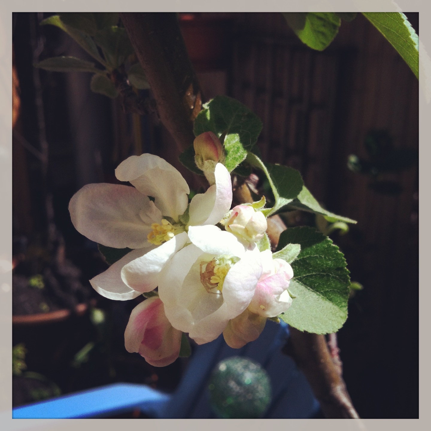 2013-04-30-appleblossom.JPG