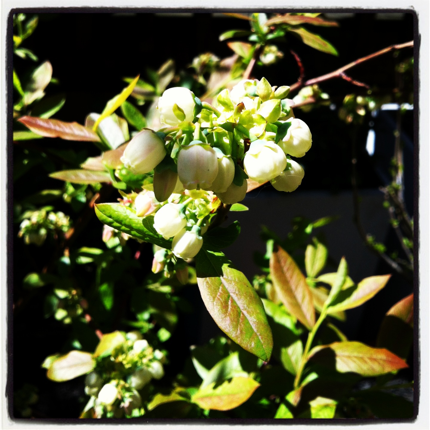 2013-04-30-blueberryblossoms.JPG