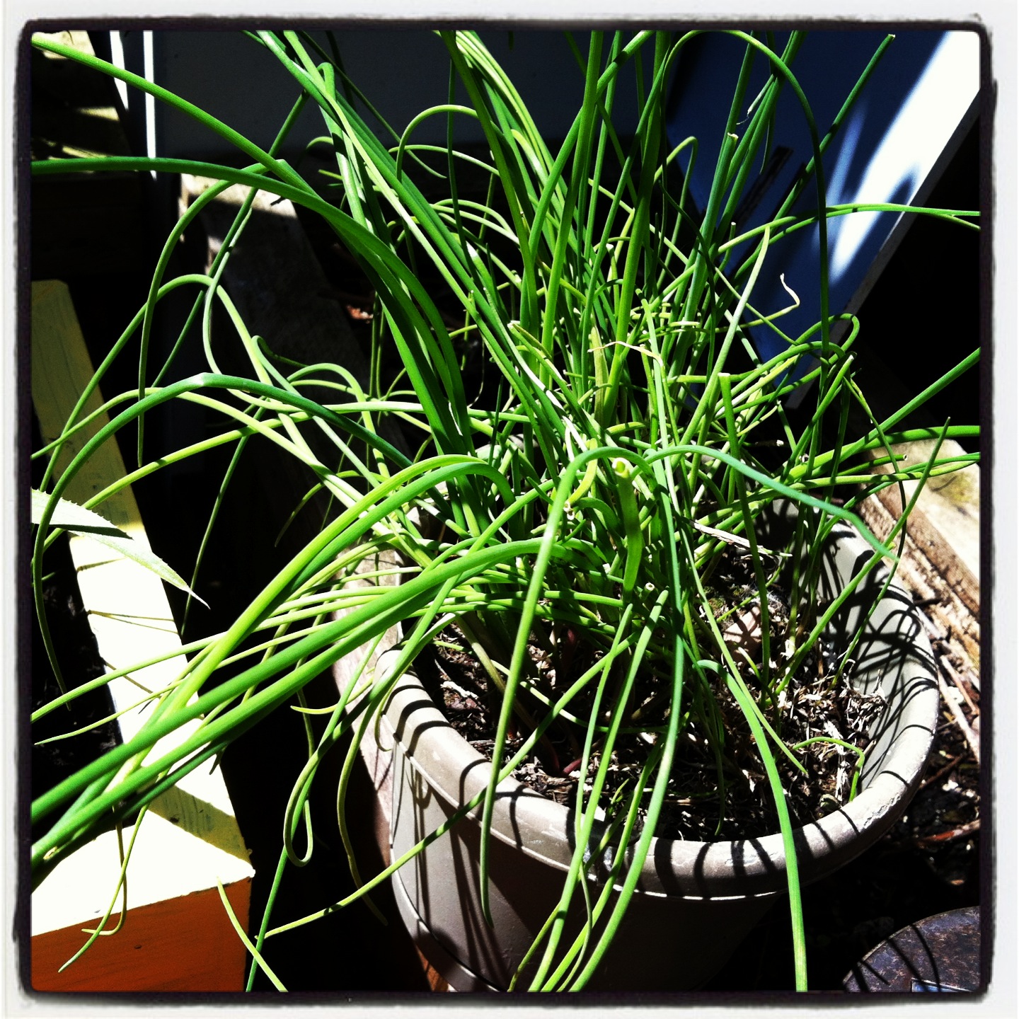 2013-04-30-chives.JPG