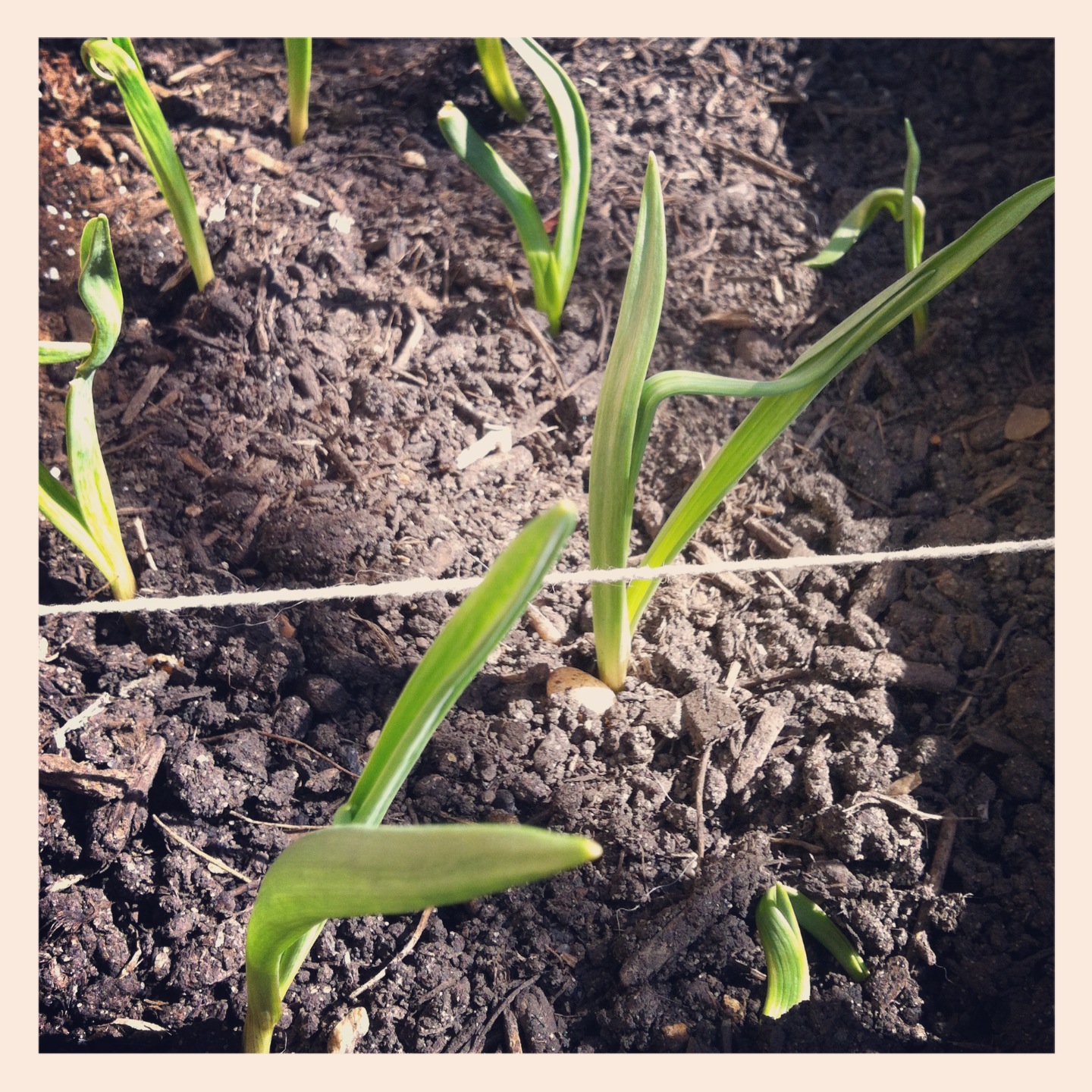 2013-04-30-garlicsprouting.JPG