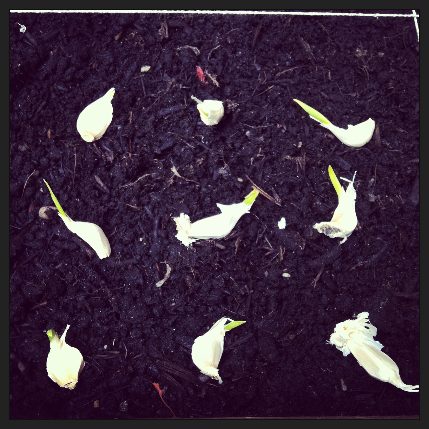 2013-04-30-plantinggarlic.JPG