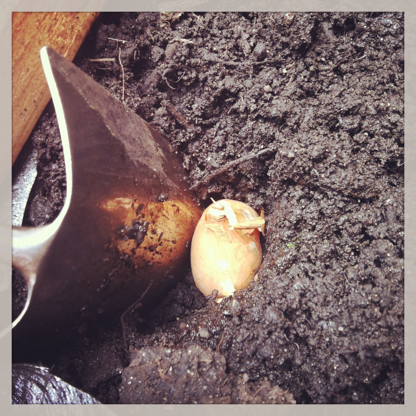 2013-04-30-plantingshallot.JPG